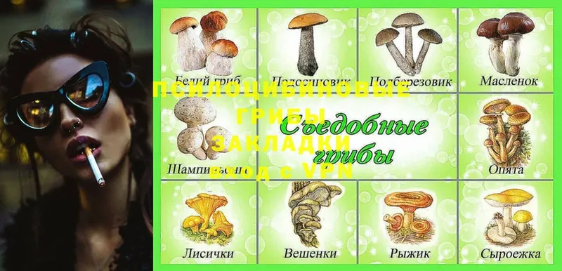 Псилоцибиновые грибы Cubensis Советск